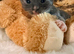 Ragdoll blue mitted born 10/07/26