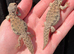 Moroccan Uromastyx babies