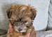 Adorable Havanese puppy