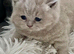GORGEOUS LILAC GCCF REGISTERED BOY