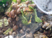 Baby giant african land snails