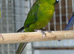 Kakarikis parrot