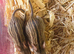 Trio of African striped mice/Zebra mice