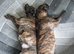 10 Beautiful american bulldog/staffy