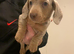 Dachshund