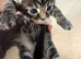3 Cute Tabby kittens