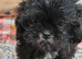Choc Liver Shih Tzu puppies