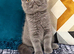 Exotic Shorthair Kittens For Sale
