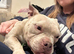2 year old Pocket bully neutered male