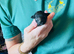 5 Star Miniature Poodle Puppies have arrived