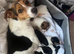 Lola ! 10 week old girl Jack Russel puppy