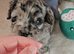 Beautiful Blue Merle Maltipoos