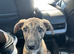 Female puppy lurcher