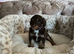 Stunning F1B Aussiedoodle puppies