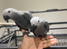 Male Baby Tame HandReared African Grey Parrot
