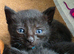 Ready to Leave - ×2 (M) Kittens (Black) fully vax flead and dewormed