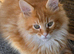 Pedigree maine coon kittens