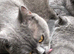 Blue BSH kittens