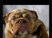 Kc top bloodline British bulldogs