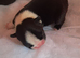 Gorgeous wee Scottish Boston terriers puppies for rehoming