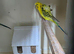 Helicopter budgies