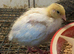 Jumbo quail chicks