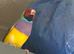 Gouldian Finch price for all 3
