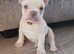 Pure bred French bulldog puppies for sale