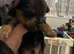 4 beautiful yorkshire miniature terrier pups