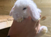 White mini lop blue eyes 8weeks