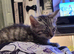 Mainecoon kittens