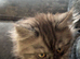 Female Mainecoon kitten