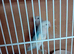Baby lovebirds