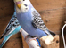 Baby Budgies