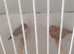 ZEBRA FINCHES