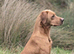 Beautiful KC Reg Dark Red Working Labrador Puppies
