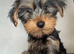 Yorkshire Terrier Puppies