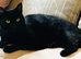 Black male cat very affectionate