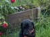 Pedigree Dobermans