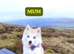 Beautiful Pomsky Puppies 3 Girls & 1 Boy Available