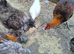 Copper & blue marans