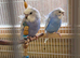 Helicopter Baby Budgies
