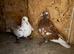 Racing pigeons