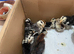 Pekin bantam