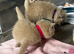 Lovely Lilac British Shorthaired Kittens