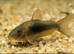 Bronze Corydoras for sale