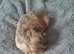 Ready to leave 3 lovely and playful shih tzu puppies