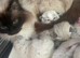 Beautiful ragdolls