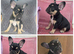 French Bulldog puppies