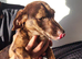 Dachshund for sale